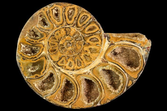 Sliced, Agatized Ammonite Fossil (half) - Jurassic #110739
